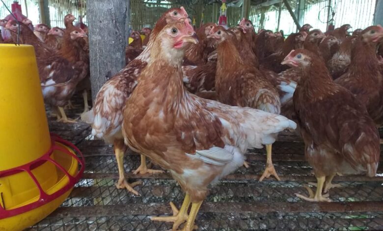 Dari Pengangkut Pakan Jadi Pionir Ayam Petelur Bekasi, Nirin Bangun 1.000 Ekor Lewat KUR BRI