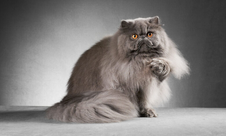 5 Fakta Kecantikan Kucing Persia yang Ternyata Datang Bersama Perawatan Ekstra