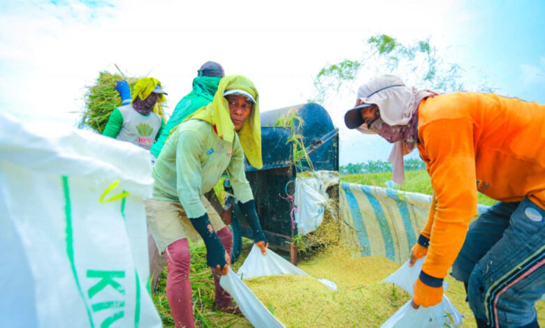 Saat Dunia Kekurangan Beras, Produksi Indonesia Malah Pecah Rekor, Ini Sinyalnya