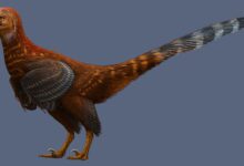 Dinosaurus Berbulu Baru dari China Pecahkan Misteri Asal-Usul Burung Modern