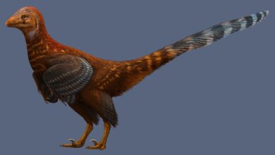 Dinosaurus Berbulu Baru dari China Pecahkan Misteri Asal-Usul Burung Modern
