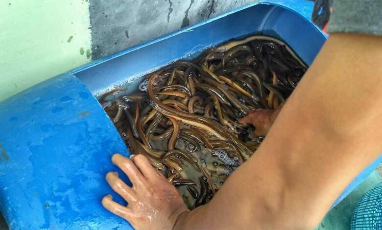 Ternak Belut Tanpa Lumpur di Drum Bekas, Modal Ringan dan Peluang Panennya Menjanjikan