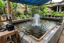 Modal Tak Sampai Rp 500 Ribu, 6 Usaha Ikan Gabus Rumahan Ini Punya Peluang Menarik