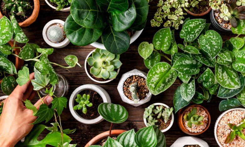 Tanaman Penyerap Udara Dalam Ruangan, Nomor 3 Paling Elegan dan Disukai Banyak Orang