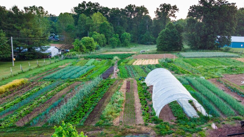 7 Usaha Ternak dan Kebun dalam Satu Lahan, Cara Anak Muda Desa Menekan Biaya dan Panen Ganda