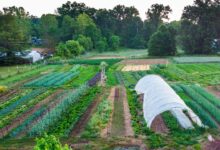 7 Usaha Ternak dan Kebun dalam Satu Lahan, Cara Anak Muda Desa Menekan Biaya dan Panen Ganda