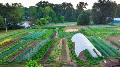 7 Usaha Ternak dan Kebun dalam Satu Lahan, Cara Anak Muda Desa Menekan Biaya dan Panen Ganda