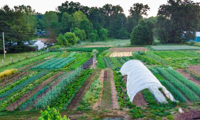 7 Usaha Ternak dan Kebun dalam Satu Lahan, Cara Anak Muda Desa Menekan Biaya dan Panen Ganda
