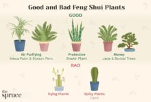 6 Tanaman Favorit Feng Shui Ini, Bikin Rumah Terasa Lebih Damai dan Segar