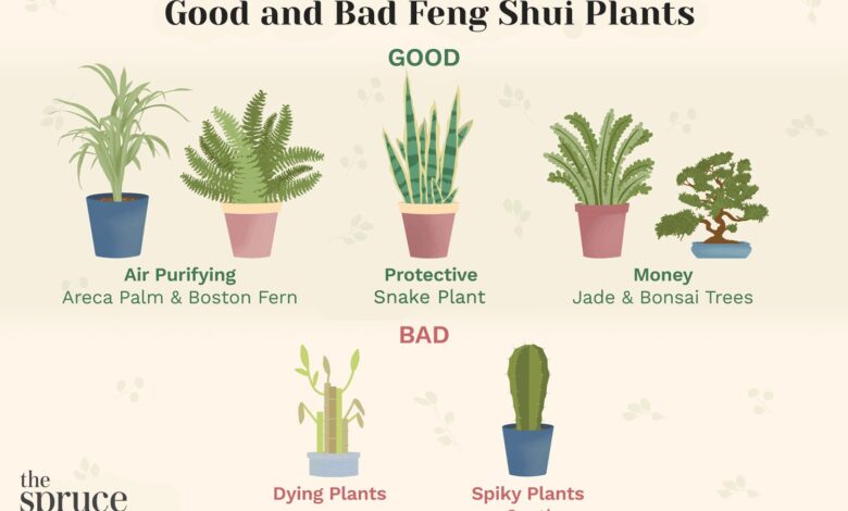 6 Tanaman Favorit Feng Shui Ini, Bikin Rumah Terasa Lebih Damai dan Segar