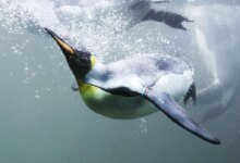 7 Burung yang Tak Bisa Terbang Tapi Jago Berenang, Ada Penguin Hingga Kasuari