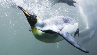 7 Burung yang Tak Bisa Terbang Tapi Jago Berenang, Ada Penguin Hingga Kasuari