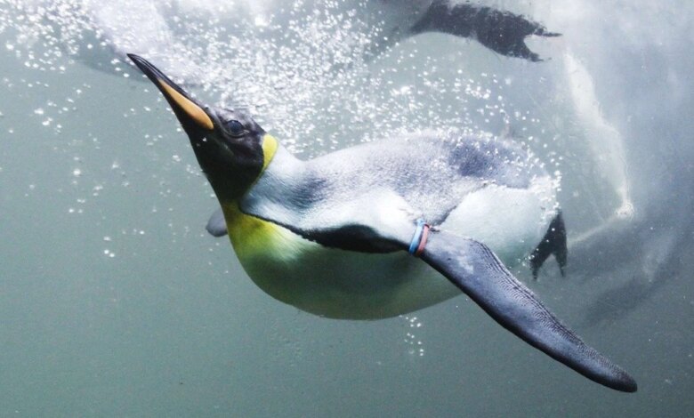 7 Burung yang Tak Bisa Terbang Tapi Jago Berenang, Ada Penguin Hingga Kasuari