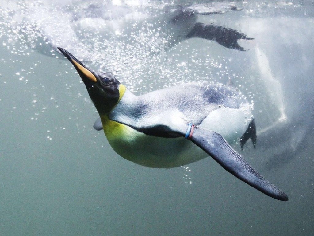 7 Burung yang Tak Bisa Terbang Tapi Jago Berenang, Ada Penguin Hingga Kasuari