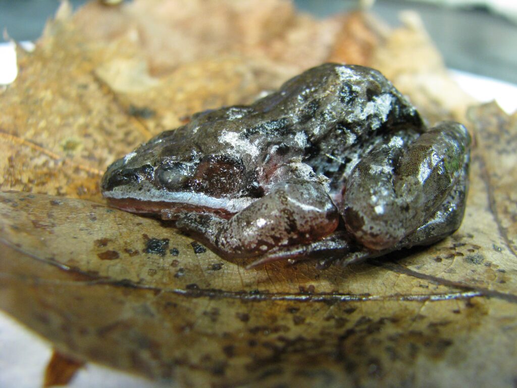Wood Frog, Katak Yang Membeku 8 Bulan Lalu Hidup Lagi Dalam Hitungan Jam