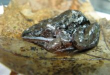 Wood Frog, Katak Yang Membeku 8 Bulan Lalu Hidup Lagi Dalam Hitungan Jam