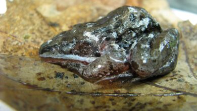 Wood Frog, Katak Yang Membeku 8 Bulan Lalu Hidup Lagi Dalam Hitungan Jam