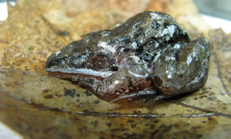 Wood Frog, Katak Yang Membeku 8 Bulan Lalu Hidup Lagi Dalam Hitungan Jam