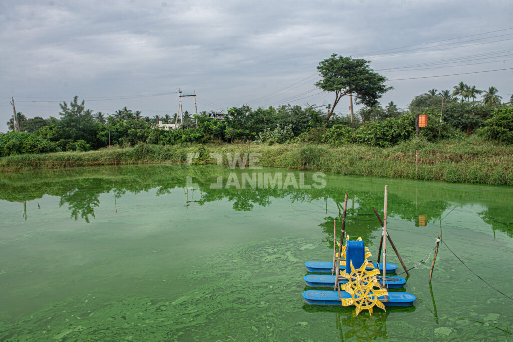 Air Kolam Sering Keruh? 9 Ikan Konsumsi Ini Tetap Tangguh dan Layak Dibudidayakan
