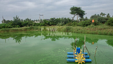 Air Kolam Sering Keruh? 9 Ikan Konsumsi Ini Tetap Tangguh dan Layak Dibudidayakan