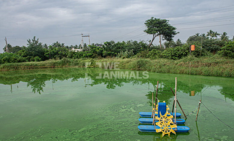 Air Kolam Sering Keruh? 9 Ikan Konsumsi Ini Tetap Tangguh dan Layak Dibudidayakan