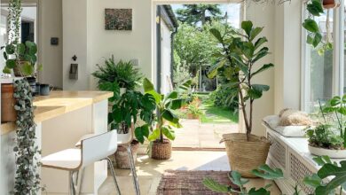 5 Tanaman Hidroponik Minimalis, Cara Mudah Bikin Rumah Mungil Terlihat Mewah