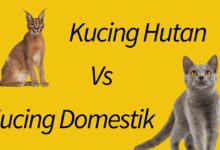 4 Perbedaan Ilmiah Kucing Domestik Dan Kucing Liar, Dari Sosial Hingga Cara Bertahan Hidup