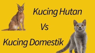 4 Perbedaan Ilmiah Kucing Domestik Dan Kucing Liar, Dari Sosial Hingga Cara Bertahan Hidup