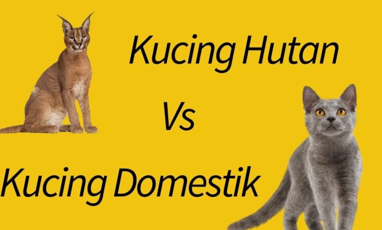 4 Perbedaan Ilmiah Kucing Domestik Dan Kucing Liar, Dari Sosial Hingga Cara Bertahan Hidup