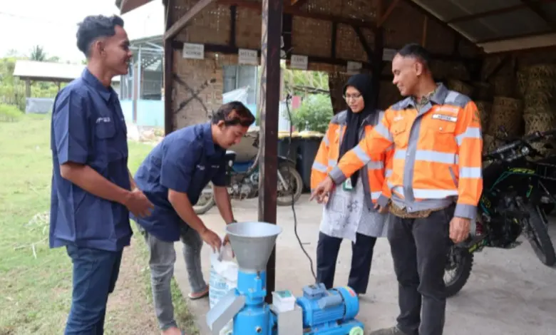 Limbah Kelapa Pantai Lampuuk Disulap Jadi Pakan Ternak, Biaya Peternak Aceh Turun 60 Persen