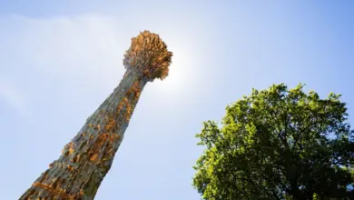 Berlin Kenang Saksi-Saksi Yehuwa yang Diteror Nazi, Monumen Baru di Tiergarten Ungkap Luka Lama