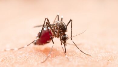 El Nino Mempercepat Nyamuk DBD, Mengapa Kita Tak Boleh Lagi Lengah?