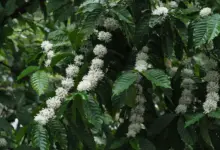 4 Penyebab Kopi Gagal Berbunga, Dari Iklim Hingga Kutu Putih