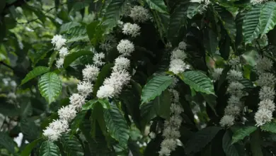 4 Penyebab Kopi Gagal Berbunga, Dari Iklim Hingga Kutu Putih