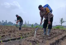 Bhabinkamtibmas Cemorokandang Turun Ke Lahan Jagung, Perkuat Ketahanan Pangan Dari Akar Rumput