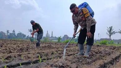 Bhabinkamtibmas Cemorokandang Turun Ke Lahan Jagung, Perkuat Ketahanan Pangan Dari Akar Rumput