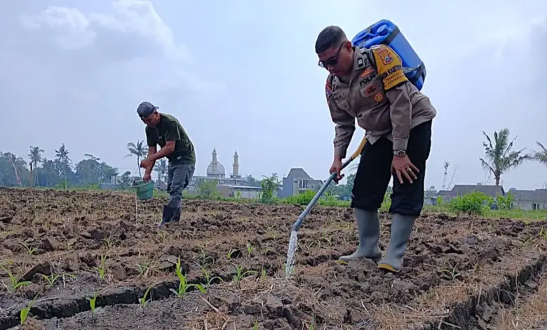 Bhabinkamtibmas Cemorokandang Turun Ke Lahan Jagung, Perkuat Ketahanan Pangan Dari Akar Rumput
