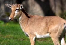 Bontebok Hampir Punah, Kini Bangkit Lagi dari Sisa 17 Ekor hingga Ribuan Ekor