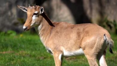Bontebok Hampir Punah, Kini Bangkit Lagi dari Sisa 17 Ekor hingga Ribuan Ekor