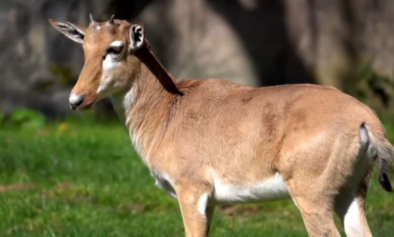Bontebok Hampir Punah, Kini Bangkit Lagi dari Sisa 17 Ekor hingga Ribuan Ekor