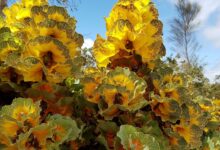 Royal Hakea Dari Australia Barat, Daunnya Berubah Warna Dan Tahan Kebakaran