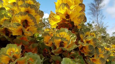 Royal Hakea Dari Australia Barat, Daunnya Berubah Warna Dan Tahan Kebakaran