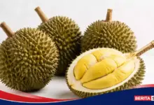 Dari Hutan Kalimantan ke Piring Anda, Asal Durian dan Manfaatnya Bagi Tubuh
