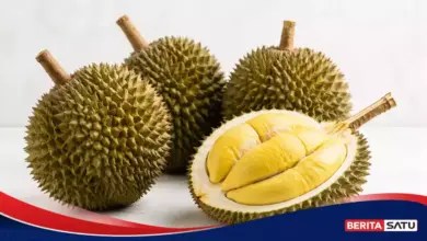 Dari Hutan Kalimantan ke Piring Anda, Asal Durian dan Manfaatnya Bagi Tubuh