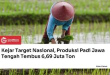 Jawa Tengah Kejar Target Nasional, Produksi Padi Tembus 6,69 Juta Ton di Tengah Ancaman Kemarau