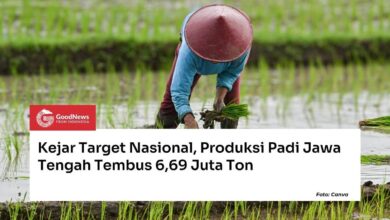 Jawa Tengah Kejar Target Nasional, Produksi Padi Tembus 6,69 Juta Ton di Tengah Ancaman Kemarau