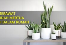Jangan Asal Pilih Lidah Mertua, 5 Jenis Ini Bikin Rumah Lebih Cantik dan Berkelas