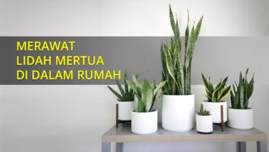 Jangan Asal Pilih Lidah Mertua, 5 Jenis Ini Bikin Rumah Lebih Cantik dan Berkelas