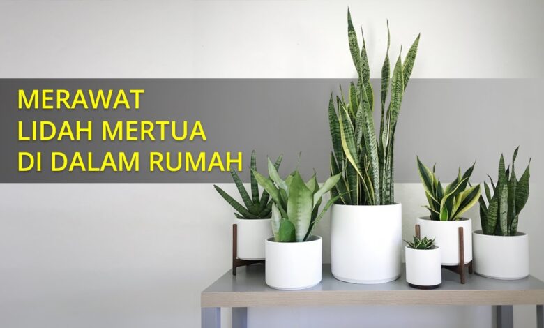 Jangan Asal Pilih Lidah Mertua, 5 Jenis Ini Bikin Rumah Lebih Cantik dan Berkelas