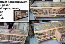 7 Desain Kandang Ayam Pintu Geser, Solusi Cerdas saat Lahan Sempit Terasa Makin Sesak